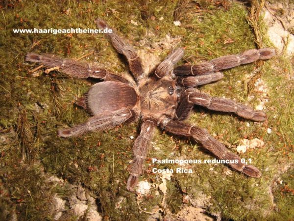 Psalmopoeus reduncus