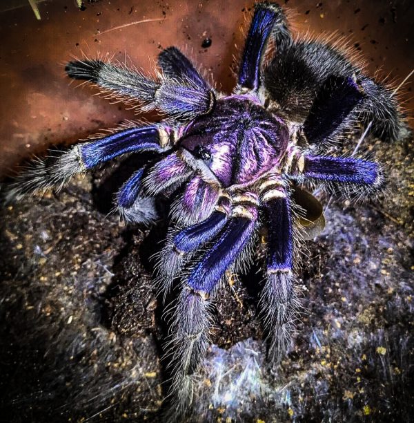 Phormictopus sp Dominican purple